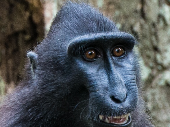 Singapore Zoo